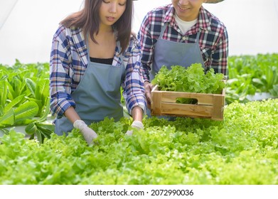 A Young Farmer Couple Working In Hydroponic Greenhouse Farm, Clean Food And Healthy Eating Concept