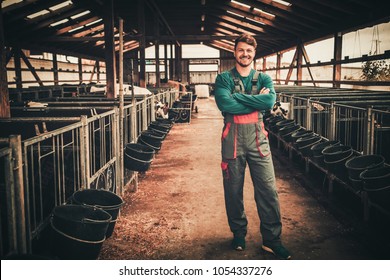 Young Farmer In A Cowshed On A Dairy Farm.