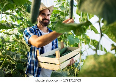 Young farmer entrepreneur with hat growing and producing fresh organic vegetables. Worker picking up cucumbers and preparing for market sale. - Powered by Shutterstock