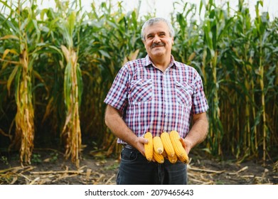 Young Farmer Examine Corn Seed In Corn Fields During Harvest