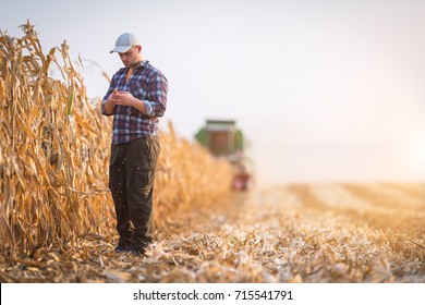 Young Farmer Examine Corn Seed In Corn Fields During Harvest