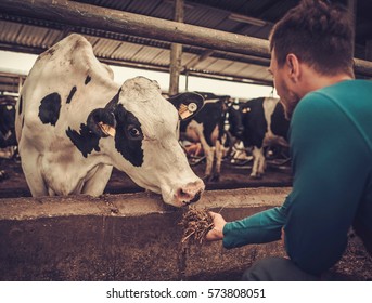 Young Farmer Feeding Cow In The Cowshed In Dairy Farm