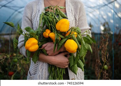 Young farmer girl hold sweet pepper vegetables in hands.Farm woman gathering autumn vegetables harvest from green house plantation.Ripe home grown orange sweet pepper.Natural organic food