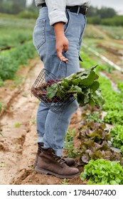 Young Farmer Girl In Rough Dirty Brown Boots Is Staying On The Garden Bed With Fresh Green Salad. Concept Of Agriculture, Organic Products, Farming In The Countryside. Close Up