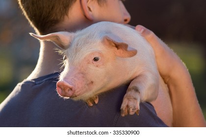 pet pig