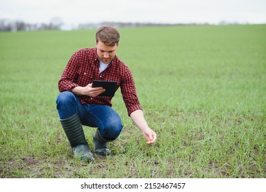 young farmer holding a tablet and checking the progress of the harvest at the green wheat fieldt. Worker tracks the growth prospects. Agricultural concept