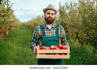 a young farmer looking at camera with a beard and a hat with a crate full of apples is in the orchard. the portrait of the worker in the cheerful orchard - Powered by Shutterstock