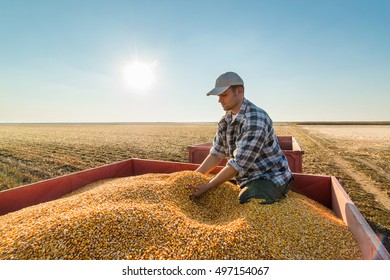 Young Farmer Looking At Corn Grains In Tractor Trailer After Harvest