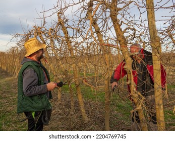 Young Farmer Pruning Tree Straw Hat Stock Photo 2204769745 | Shutterstock