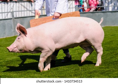 A Young Farmer Shows An English White Pig In A Judging Ring At An Agricultural Show.