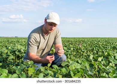 Young Farmer In Soybean Fields 