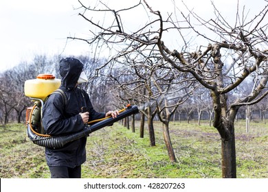 Young farmer spraying the trees with chemicals in the orchard