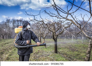 Young farmer spraying the trees with chemicals in the orchard