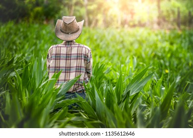 Young farmer standing in corn fields with beautiful sunset.