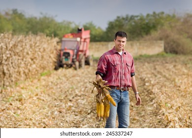 Young Farmer Standing On Field During Harvest And Showing Corn Cobs 