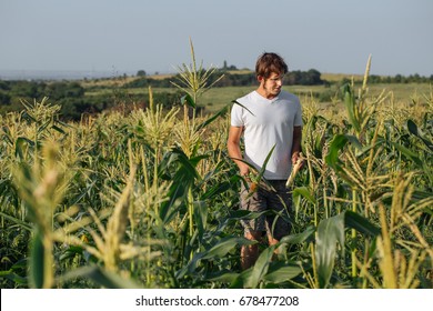 Young farmer walking on field during harvest at organic eco farm.