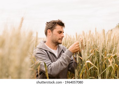 Young farmer in a wheat field before the harvest. 
