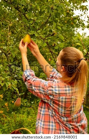 Similar – Image, Stock Photo Woman picking apples with basket in her hands