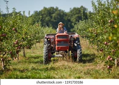 Young Farmer Woman Driving Her Tractor And Trailer Through Apple Orchard