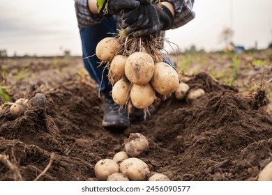 Young farmer woman harvesting potatoes in the field.working at a farm. - Powered by Shutterstock