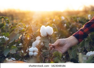 Young farmer woman harvests a cotton cocoon in a cotton field. The sun goes down in the background.