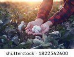 Young farmer woman holding a cotton cocoon in the palm of her hand in a cotton field. The sun goes down in the background.