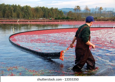 young farmer is working in cranberry bog