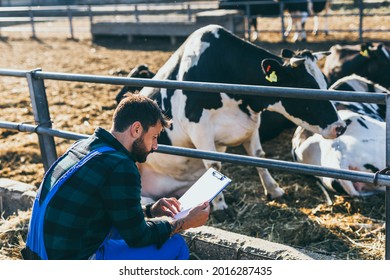 Young farmer is working on farm with dairy cows. Agriculture industry, farming. - Shutterstock ID 2016287435