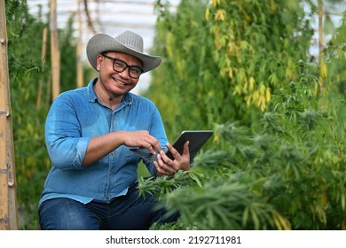 Young Farmers, Asian Researchers Use Tablet In Collecting Research Data In Cannabis Fields, Studies On The Cultivation Of Cannabis Plants For Medicinal Purposes.