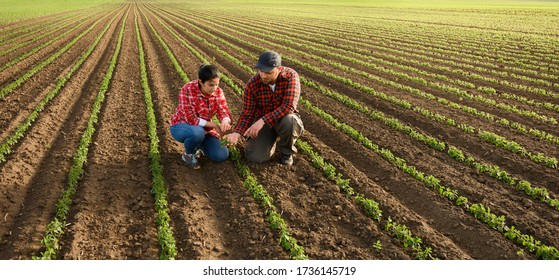 Young Farmers Examing Planted Young Soy In Spring