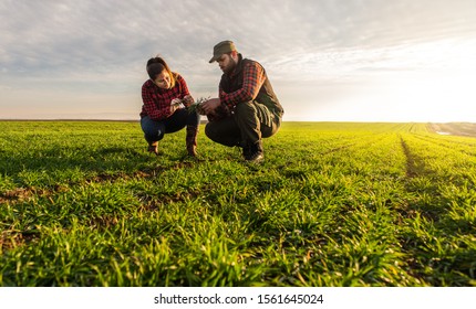 Young Farmers Examing  Planted Wheat In The Fields