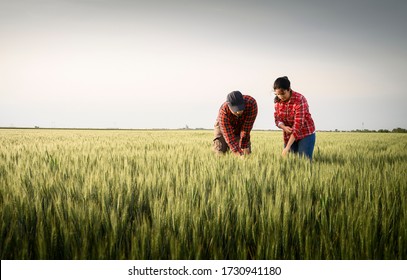 Young Farmers Examing Planted Young  Wheat In Spring