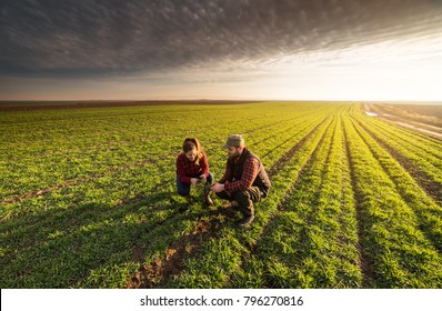 Young farmers examing planted young wheat during winter season