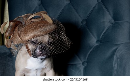 A young fashionable bulldog dog sits in a cozy lounge chair wearing an elegant designer hat with a veil on his head and stares into the camera during a fashion show. Studio photo of a French bulldog.