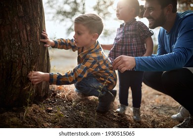 Young father with children in nature looking crust of tree