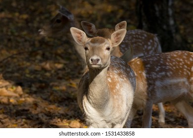 Young fawn in a forest with autumn leaves - Shutterstock ID 1531433858