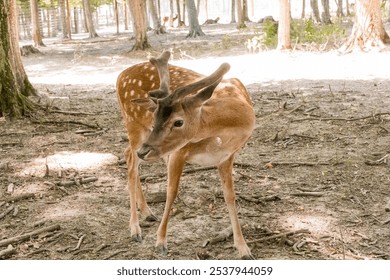 Young Fawn in Forested Habitat with Soft Light and Gentle Shadows. - Powered by Shutterstock