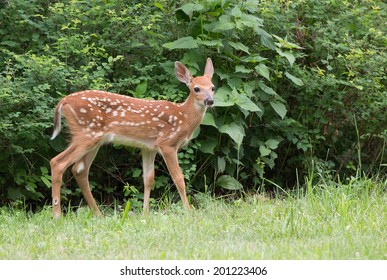 Young Fawn Isolated Against Green Leaves And Bushes.