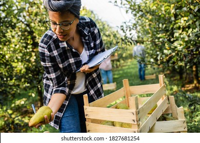 Young Female African American Farmer Examining Quality Of Pears After Piking In Orchard.