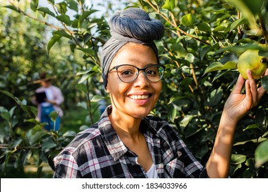 Young female african american farmer examining quality of pears in orchard.