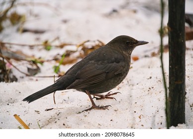 young female blackbird in snow, feeder