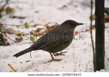 young female blackbird in snow, feeder