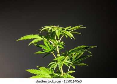 Young Female Cannabis THC Plant Cultivar Jack Herrer Growing on a Medical Marijuana Farm in Europe