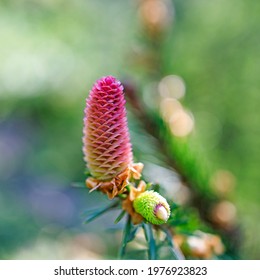 裸子植物门images Stock Photos Vectors Shutterstock 裸子植物门images Stock Photos Vectors Shutterstock