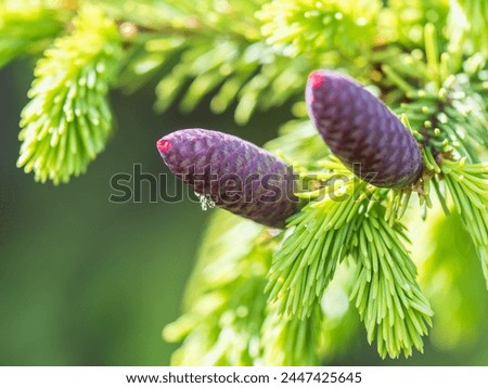 A young female cone of ordinary spruce, it is pink and its scales invitingly open in anticipation of pollen. Young cones of a Blue Spruce. Young fir cone on the fir tree branch in spring.