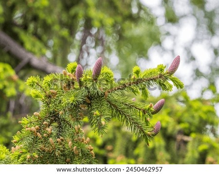 A young female cone of ordinary spruce, it is pink and its scales invitingly open in anticipation of pollen. Young cones of a Blue Spruce. Young fir cone on the fir tree branch in spring.