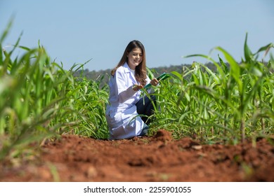 Young female corn researcher wearing white coat working and holding clipboard on large farm, examining a corn field for disease, field crops, growth. - Shutterstock ID 2255901055
