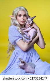 Young female cosplay elf in blue dress sitting with two beloved Sphinx kittens and looking at camera with eyes of different colors. Elf has blonde curly long hair, pearls in ear. Yellow background.