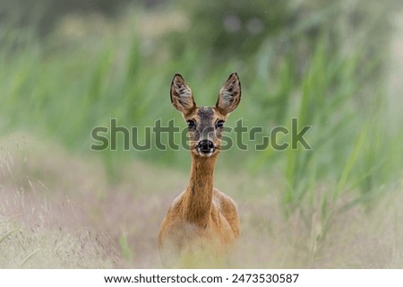 Similar – Foto Bild Reh in einem Feld stehend