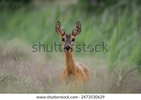 Similar – Foto Bild Reh in einem Feld stehend